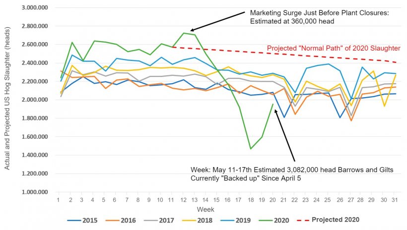 Figure 1. Actual&nbsp;and Projected US Hog Slaughter by Week, 2015 &ndash; 2020. SOURCE DATA: USDA NASS Slaughter Survey and AMS LM_HG201
